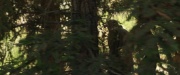 extant_StarTrek_PIC_1x07-Nepenthe_05895.jpg