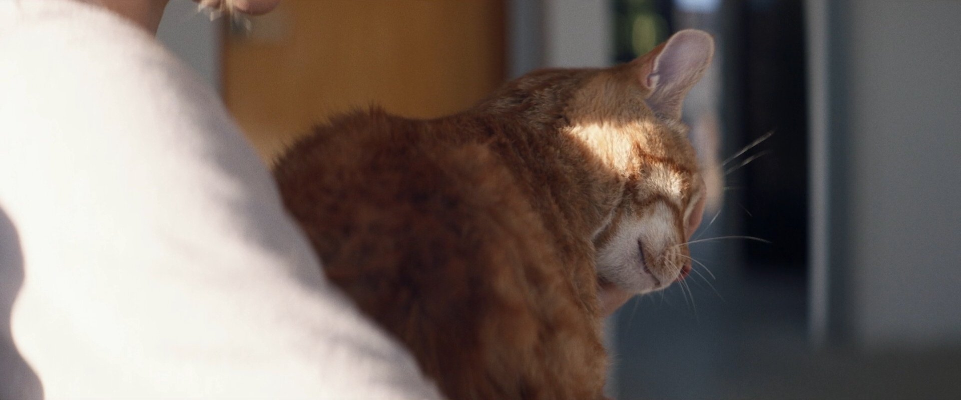 extant_StarTrek_PIC_1x09-EtInArcadiaEgoPart1_03317.jpg
