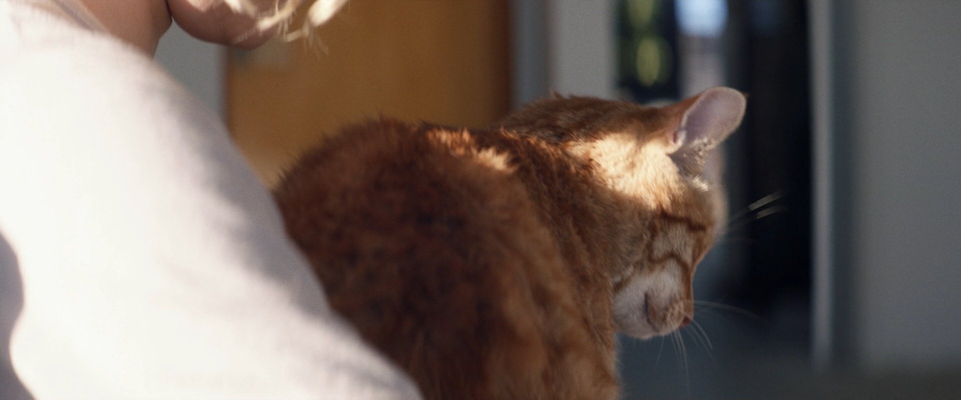 extant_StarTrek_PIC_1x09-EtInArcadiaEgoPart1_03318.jpg