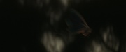 Filename=extant_StarTrek_PIC_1x10-EtInArcadiaEgoPart2_4167.jpg
Filesize=84KiB
Dimensions=1920x800
Date added=Mar 26, 2020 extant_StarTrek_PIC_1x10-EtInArcadiaEgoPart2_4167.jpg